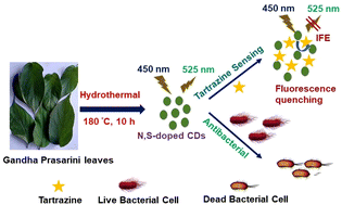 Graphical abstract: Green synthesis of N,S-doped carbon dots for tartrazine detection and their antibacterial activities