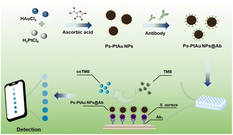 Graphical abstract: A pomegranate seed-structured nanozyme-based colorimetric immunoassay for highly sensitive and specific biosensing of Staphylococcus aureus