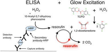 Graphical abstract: “Glow ELISA”: sensitive immunoassay with minimal equipment and stable reagents
