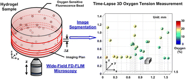 Graphical abstract: Rapid time-lapse 3D oxygen tension measurements within hydrogels using widefield frequency-domain fluorescence lifetime imaging microscopy (FD-FLIM) and image segmentation