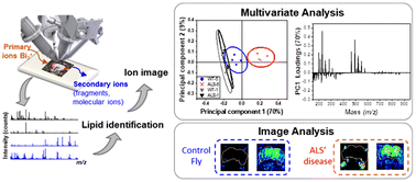 Graphical abstract: Monitoring lipid alterations in Drosophila heads in an amyotrophic lateral sclerosis model with time-of-flight secondary ion mass spectrometry