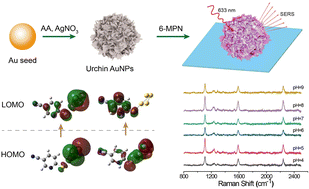 Graphical abstract: Design and performance of pH-responsive cyano-Raman label SERS probes based on single urchin Au nanoparticles