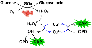 Graphical abstract: Fenton-like reaction triggered chemical redox-cycling signal amplification for ultrasensitive fluorometric detection of H2O2 and glucose