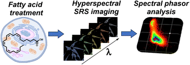 Graphical abstract: Spectral fingerprinting of cellular lipid droplets using stimulated Raman scattering microscopy and chemometric analysis