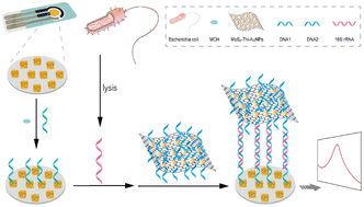 Graphical abstract: Construction of a point-of-care electrochemical biosensor for Escherichia coli 16S rRNA analysis based on MoS2 nanoprobes