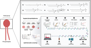 Graphical abstract: Retention time prediction and MRM validation reinforce the biomarker identification of LC-MS based phospholipidomics