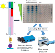 Graphical abstract: Multiplex detection of the big five carbapenemase genes using solid-phase recombinase polymerase amplification