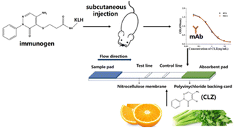Graphical abstract: Development of an ic-ELISA and immunochromatographic assay strip for the rapid detection of chloridazon in oranges and celery