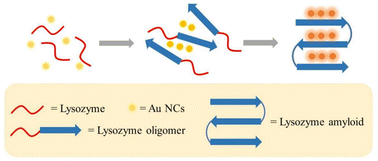Graphical abstract: Aggregation of gold nanoclusters in amyloid fibers: a luminescence assay for amyloid fibrillation detection and inhibitor screening