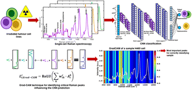 Graphical abstract: Stratification of tumour cell radiation response and metabolic signatures visualization with Raman spectroscopy and explainable convolutional neural network