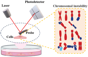 Graphical abstract: Determining the degree of chromosomal instability in breast cancer cells by atomic force microscopy