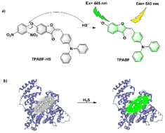 Graphical abstract: A human serum albumin-binding-based fluorescent probe for monitoring hydrogen sulfide and bioimaging