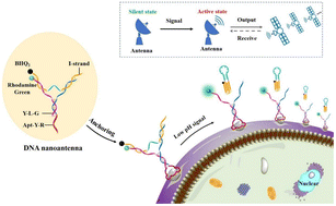 Graphical abstract: A hairpin-contained i-motif guided DNA nanoantenna for sensitive and specific sensing of tumor extracellular pH gradients