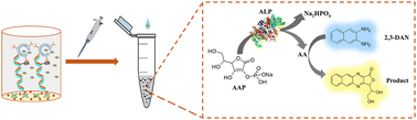 Graphical abstract: A ratiometric fluorescence assay for the detection of DNA methylation based on an alkaline phosphatase triggered in situ fluorogenic reaction