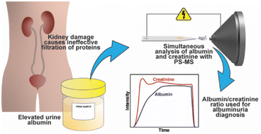 Graphical abstract: Simultaneous quantitation of urinary albumin and creatinine for rapid clinical albuminuria diagnostics using high-throughput paper spray mass spectrometry