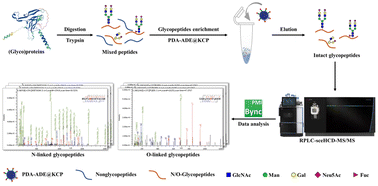 Graphical abstract: An efficient strategy with a synergistic effect of hydrophilic and electrostatic interactions for simultaneous enrichment of N- and O-glycopeptides