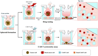 Graphical abstract: A 3D hanging spheroid-filter plate for high-throughput drug testing and CAR T cell cytotoxicity assay