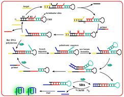 Graphical abstract: Target-initiated triplex signal amplification cascades for non-label and sensitive fluorescence sensing of microRNA