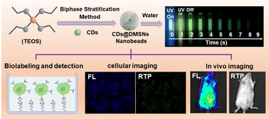 Graphical abstract: Covalently hybridized carbon dots@mesoporous silica nanobeads as a robust and versatile phosphorescent probe for time-resolved biosensing and bioimaging