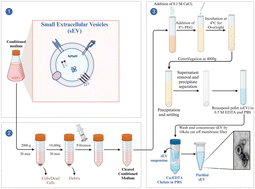 Graphical abstract: Combinatorial effect of calcium chloride and polyethylene glycol on efficient isolation of small extracellular vesicles