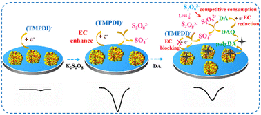 Graphical abstract: A perylene diimide electrochemical probe with persulfate as a signal enhancer for dopamine sensing