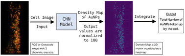 Graphical abstract: Label-free quantification of gold nanoparticles at the single-cell level using a multi-column convolutional neural network (MC-CNN)