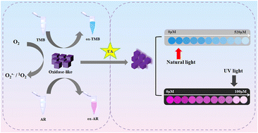 Graphical abstract: Simple enzyme-free detection of uric acid by an in situ fluorescence and colorimetric method based on Co-PBA with high oxidase activity