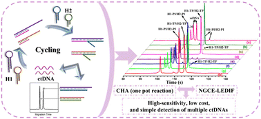 Graphical abstract: A novel label-free capillary electrophoresis LED-induced fluorescence platform based on catalytic hairpin assembly for sensitive detection of multiple circulating tumor DNA
