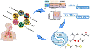 Graphical abstract: Qualitative and quantitative rapid detection of VOCs differentially released by VAP-associated bacteria using PTR-MS and FGC-PTR-MS