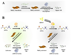 Graphical abstract: A MnO2 nanosheet-mediated CRISPR/Cas12a system for the detection of organophosphorus pesticides in environmental water