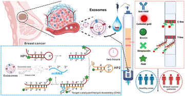 Graphical abstract: All-in-one detection of breast cancer-derived exosomal miRNA on a pen-based paper chip