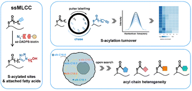 Graphical abstract: Simultaneous and site-specific profiling of heterogeneity and turnover in protein S-acylation by intact S-acylated peptide analysis with a cleavable bioorthogonal tag