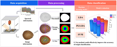 Graphical abstract: Improving the geographical origin classification of Radix glycyrrhizae (licorice) through hyperspectral imaging assisted by U-Net fine structure recognition