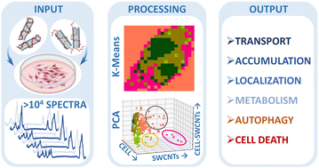 Graphical abstract: Specificity of carbon nanotube accumulation and distribution in cancer cells revealed by K-means clustering and principal component analysis of Raman spectra