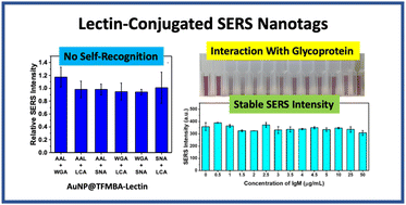 Graphical abstract: Lectin-conjugated nanotags with high SERS stability: selective probes for glycans