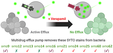 Graphical abstract: Bacterial efflux pumps excrete SYTO™ dyes and lead to false-negative staining results