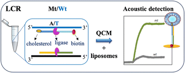 Graphical abstract: Acoustic detection of a mutation-specific Ligase Chain Reaction based on liposome amplification