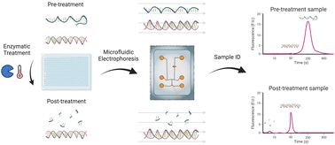 Graphical abstract: Enzymatic isolation and microfluidic electrophoresis analysis of residual dsRNA impurities in mRNA vaccines and therapeutics