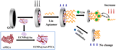 Graphical abstract: Supersensitive detection of lincomycin with an ECL aptasensor based on the synergistic integration of gold-functionalized upconversion nanoparticles and thiolated 3,4,9,10-perylene tetracarboxylic acid