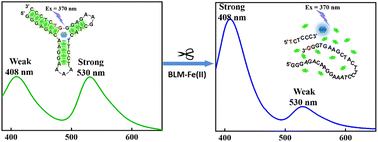 Graphical abstract: An ATMND/SGI based three-way junction ratiometric fluorescent probe for rapid and sensitive detection of bleomycin