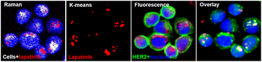 Graphical abstract: Efficacy of tyrosine kinase inhibitors examined by a combination of Raman micro-spectroscopy and a deep wavelet scattering-based multivariate analysis framework