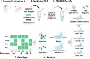 Graphical abstract: CRISPR/Cas13a-based single-nucleotide polymorphism detection for reliable determination of ABO blood group genotypes