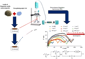 Graphical abstract: Magnetite azolla impedimetric nanobiosensor for phthalic acid esters quantification