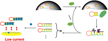 Graphical abstract: An immobilization-free electrochemical aptamer-based assay for zearalenone based on target-triggered dissociation of DNA from polydopamine nanospheres with strand displacement amplification