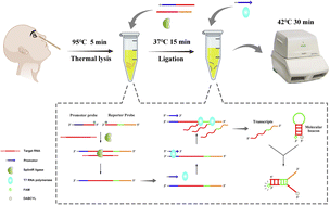 Graphical abstract: Real-time detection of SARS-CoV-2 in clinical samples via ultrafast ligation-dependent RNA transcription amplification