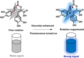 Graphical abstract: Green extract rosemary acid as a viscosity-sensitive molecular sensor in liquid systems