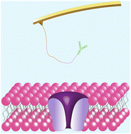 Graphical abstract: Single molecule localizations of voltage-gated sodium channel NaV1.5 on the surfaces of normal and cancer breast cells