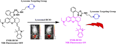 Graphical abstract: In vivo bioimaging and detection of endogenous hypochlorous acid in lysosome using a near-infrared fluorescent probe