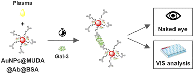 Graphical abstract: Gold nanoparticle probes for colorimetric detection of plasma galectin-3: a simple and rapid approach