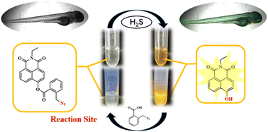 Graphical abstract: Development of a two-photon fluorescent probe for imaging hydrogen sulfide (H2S) in living cells and zebrafish